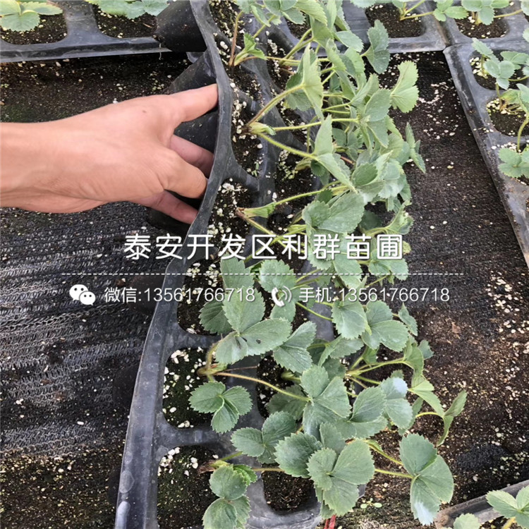 美十三草莓苗基地、美十三草莓苗價(jià)格及報(bào)價(jià)