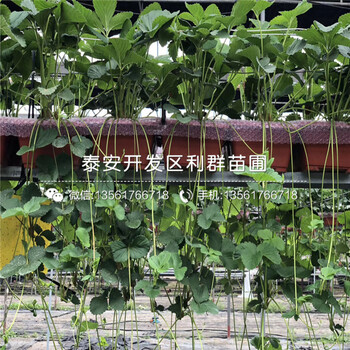 咖啡草莓苗價(jià)格、咖啡草莓苗多少錢一棵