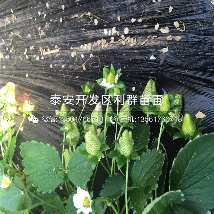 美德萊特草莓苗批發(fā)價格、美德萊特草莓苗多少錢一棵