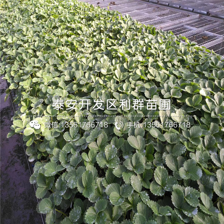 貴美人草莓苗出售基地、貴美人草莓苗多少錢一棵