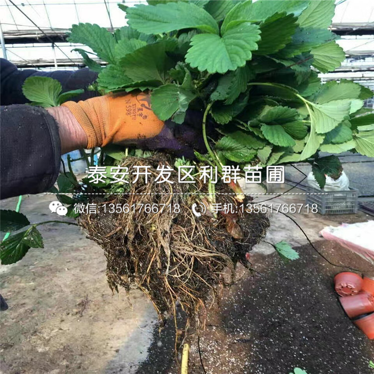 初戀草莓苗、初戀草莓苗出售價(jià)格