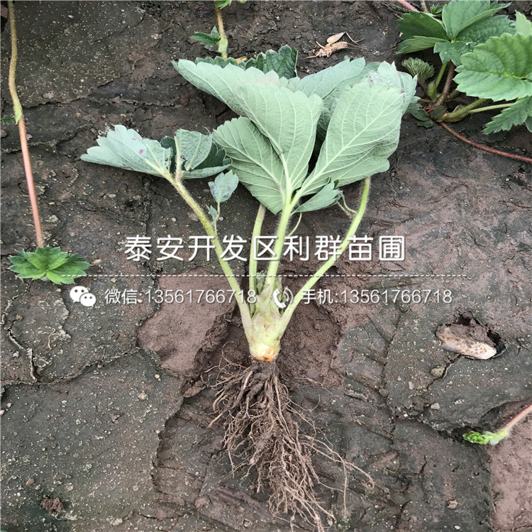 哪里有牛奶草莓苗出售、牛奶草莓苗多少錢一棵