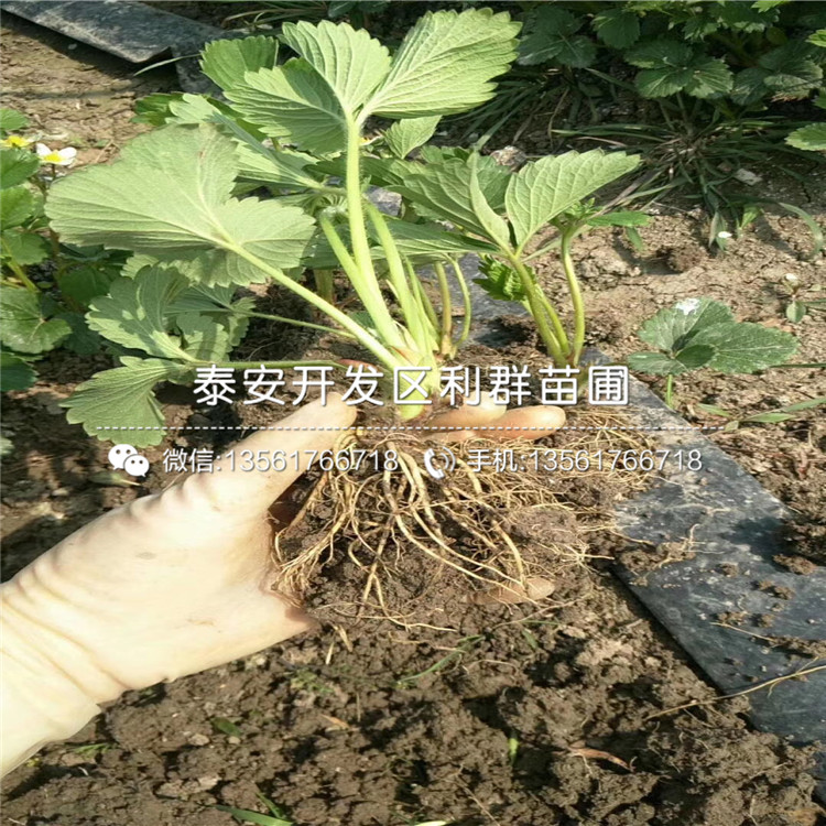 2019年山東草莓苗價格及報價