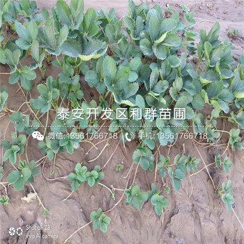 山東貴美人草莓苗、山東貴美人草莓苗基地