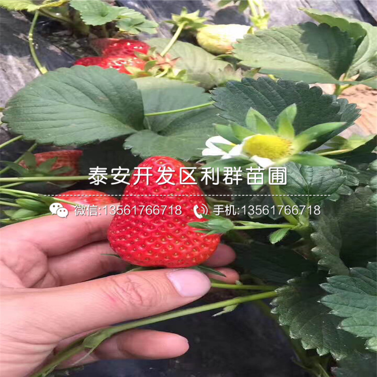 红宝石草莓苗