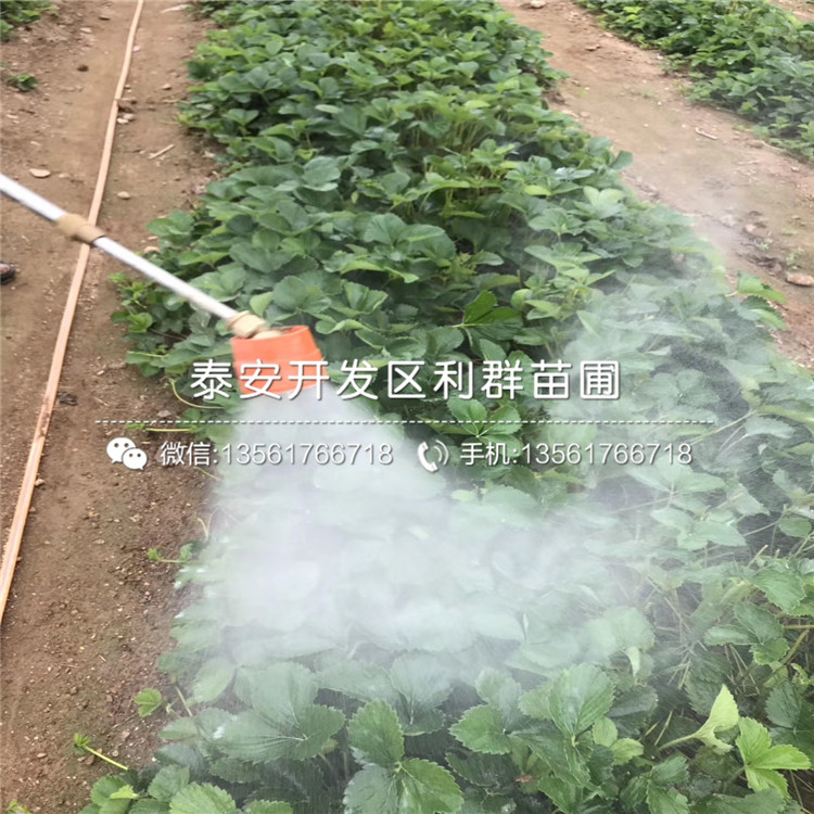 山東白雪小町草莓苗、白雪小町草莓苗多少錢一棵