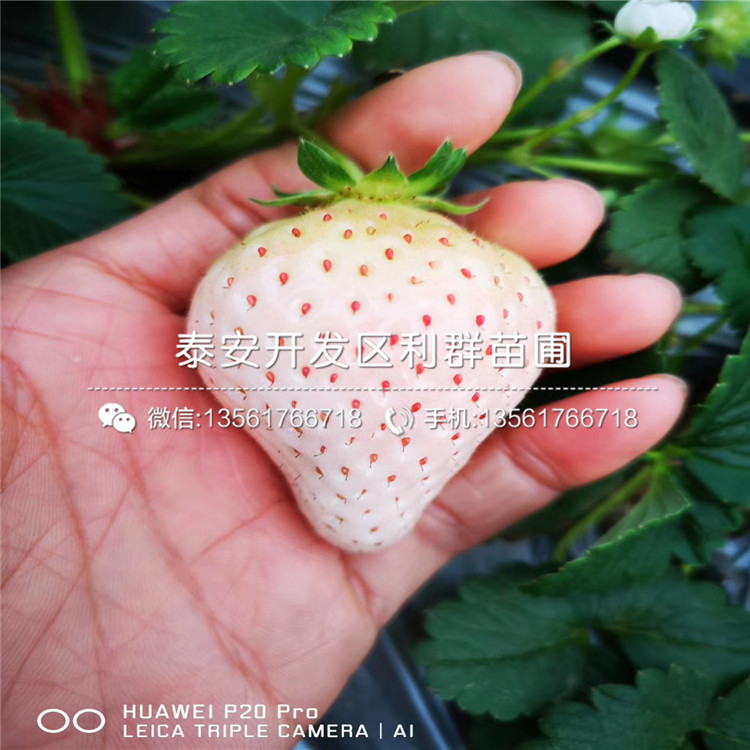 红颊草莓苗批发、红颊草莓苗多少钱一棵