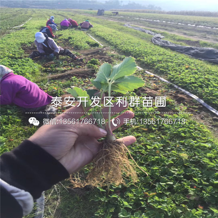 新品種紅實(shí)美草莓苗、紅實(shí)美草莓苗多少錢一棵