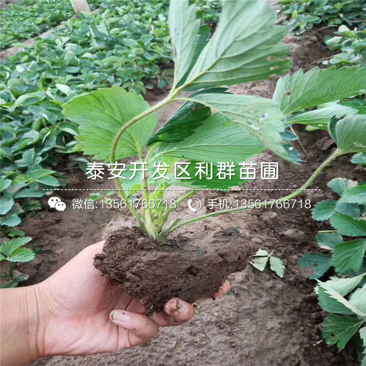 醉俠草莓苗、醉俠草莓苗新品種