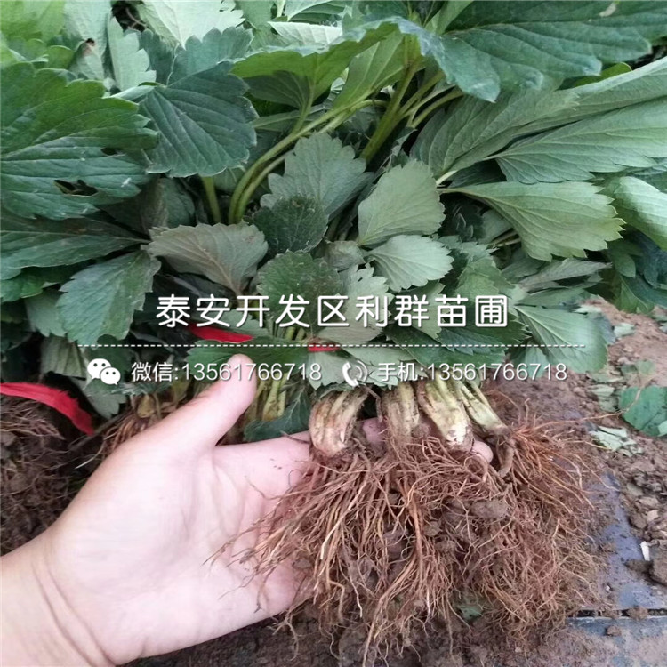 红宝石草莓苗