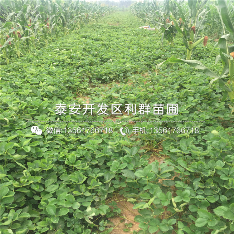 哪里有賣白色草莓苗的、白色草莓苗多少錢一棵