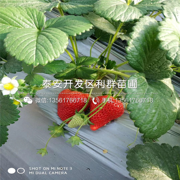 甜查理草莓苗批發(fā)