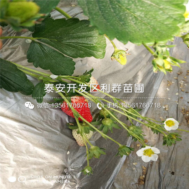 阿爾比草莓苗新品種