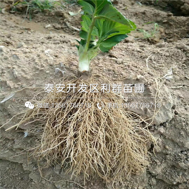 貴妃草莓苗、貴妃草莓苗報(bào)價(jià)及價(jià)格
