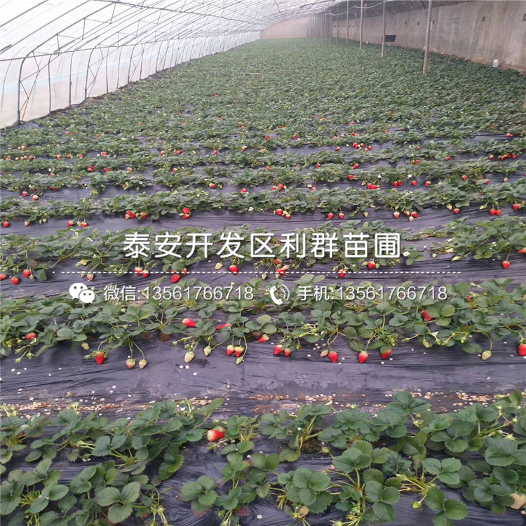 粉紅公主草莓苗價格、粉紅公主草莓苗多少錢一棵