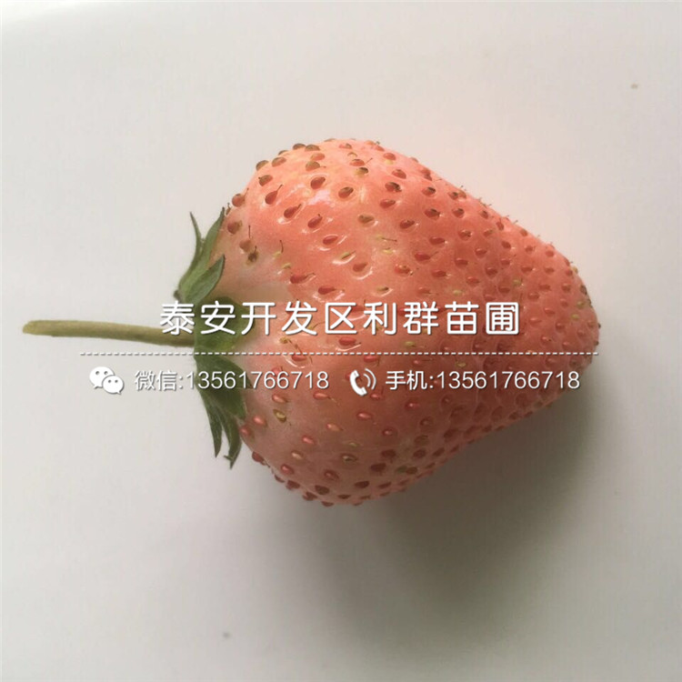 草莓秧苗品种、草莓秧苗价格及报价