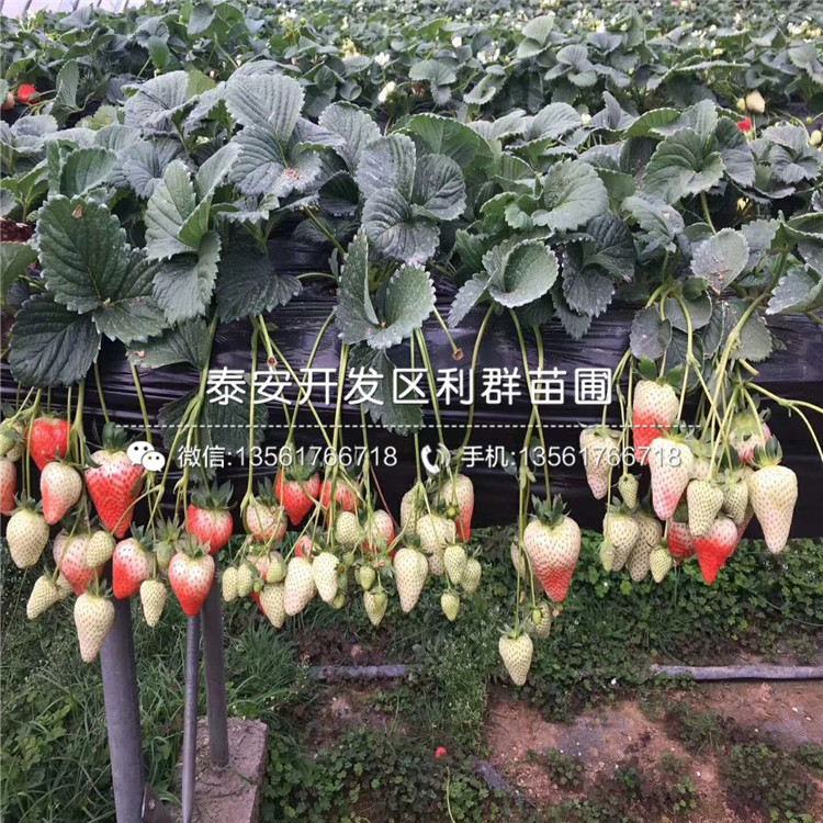 雪里香草莓苗價(jià)格、2019年雪里香草莓苗價(jià)格