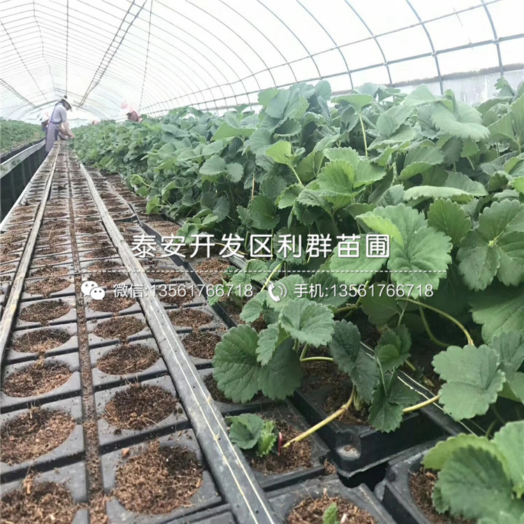 哪里有牛奶草莓苗出售、牛奶草莓苗多少錢一棵