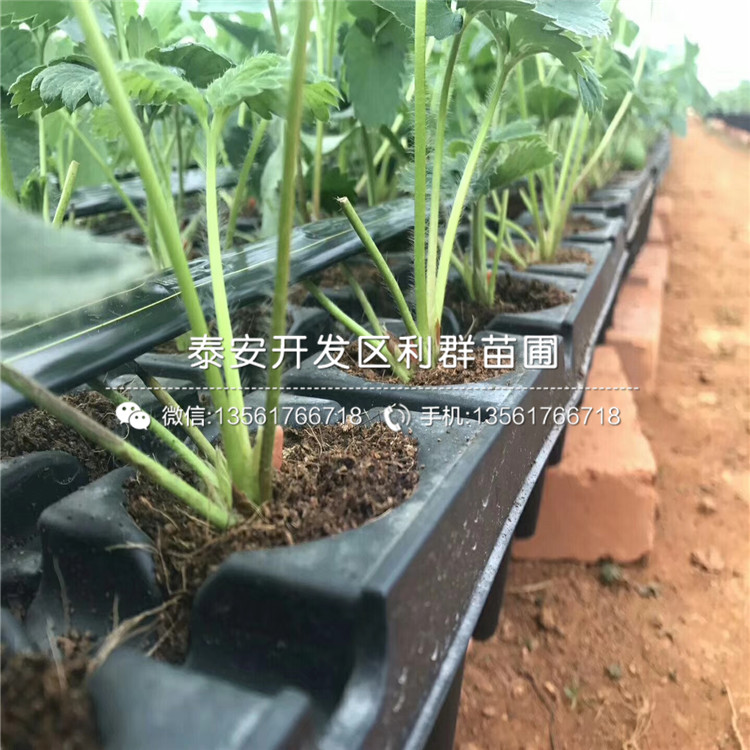 甜查理草莓苗批發(fā)