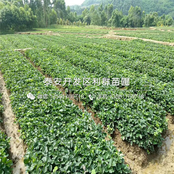 白雪小町草莓苗價(jià)格、2019年白雪小町草莓苗價(jià)格
