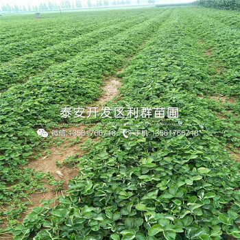 2019年拉松6號(hào)草莓苗、拉松6號(hào)草莓苗多少錢一棵