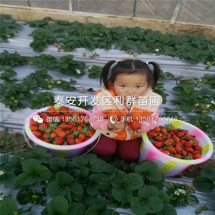 美十三草莓苗基地、美十三草莓苗價(jià)格及報(bào)價(jià)