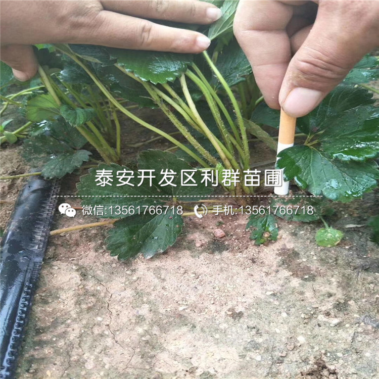 出售德马草莓苗、德马草莓苗多少钱一棵