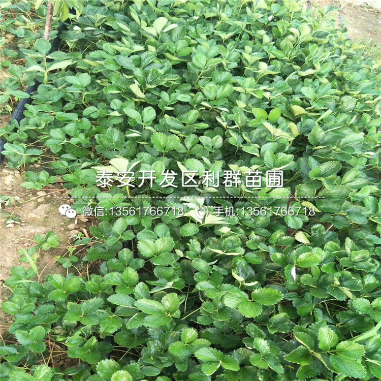 越心草莓苗新品種