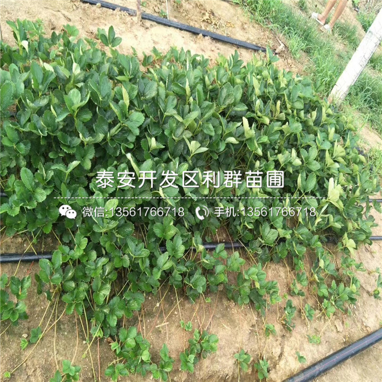 小白草莓苗批發(fā)價(jià)格、小白草莓苗多少錢一棵