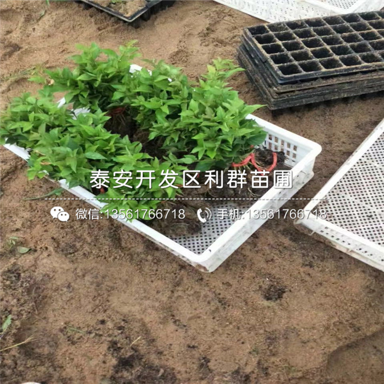 吉塞拉12號(hào)砧木苗、吉塞拉12號(hào)砧木苗價(jià)錢