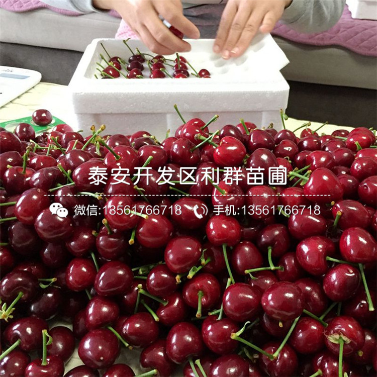 吉塞拉6號(hào)砧木苗、2019年吉塞拉6號(hào)砧木苗價(jià)格