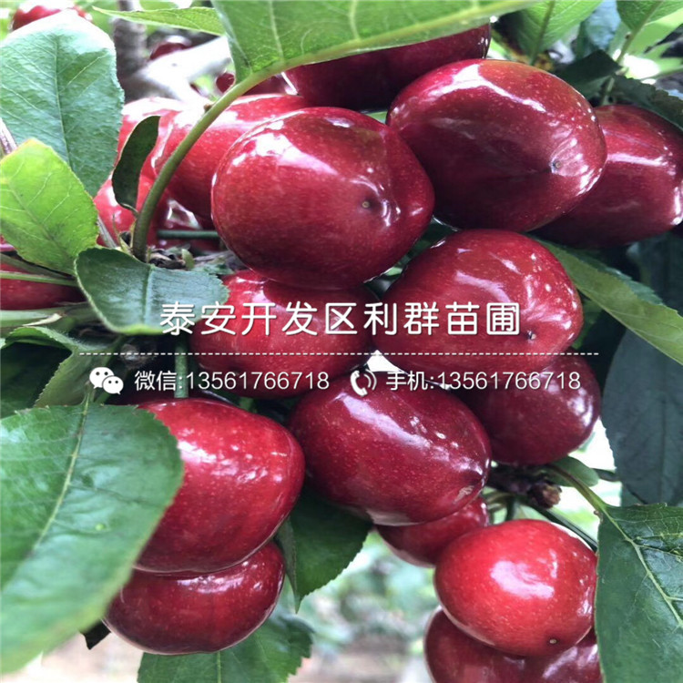 吉塞拉6號(hào)砧木苗、2019年吉塞拉6號(hào)砧木苗價(jià)格