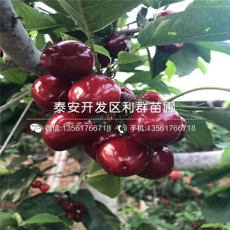 煙富10號(hào)蘋果苗、煙富10號(hào)蘋果苗基地