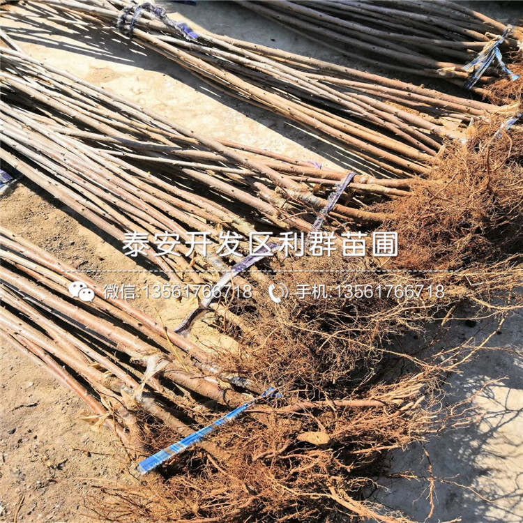 吉塞拉6號(hào)砧木苗、2019年吉塞拉6號(hào)砧木苗價(jià)格