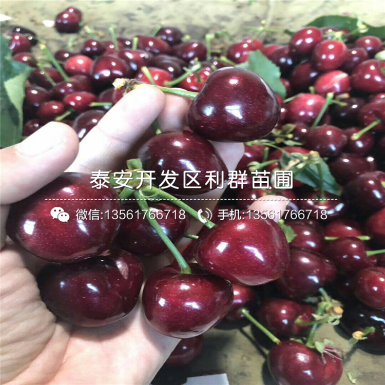 蜜香杏樹苗、2019年蜜香杏樹苗價(jià)格