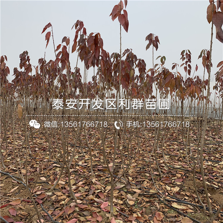 煙富10號(hào)蘋果苗、煙富10號(hào)蘋果苗基地