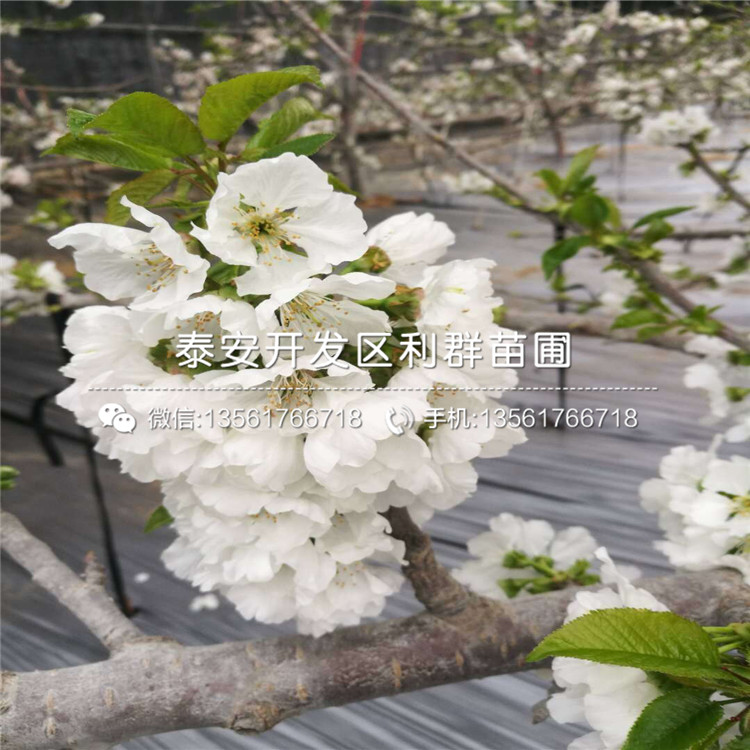 煙富10號(hào)蘋果苗新品種、煙富10號(hào)蘋果苗價(jià)格多少