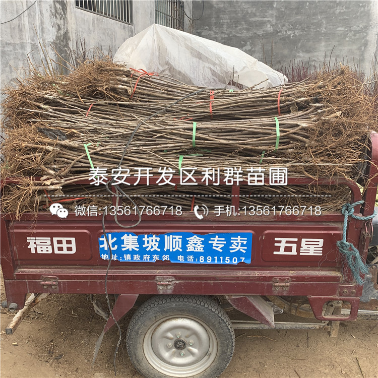 煙富10號(hào)蘋果苗、煙富10號(hào)蘋果苗基地