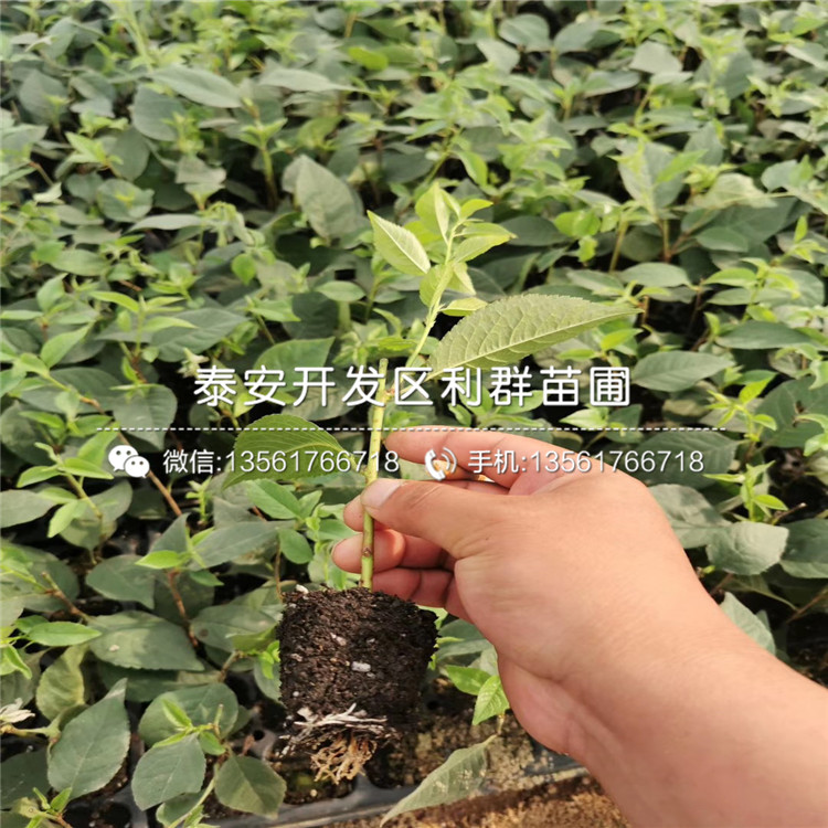 吉塞拉7號(hào)出售基地、吉塞拉7號(hào)價(jià)格及報(bào)價(jià)