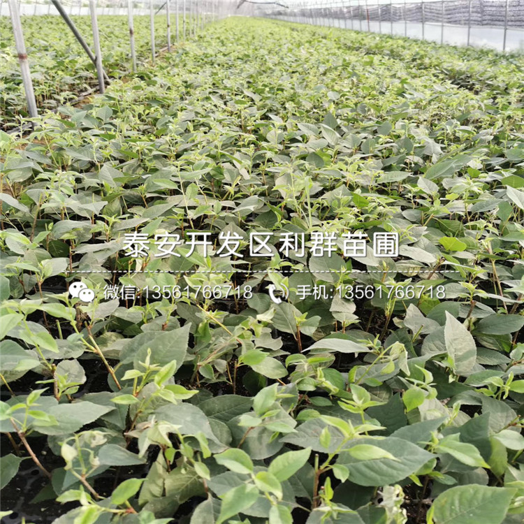 吉塞拉12號、吉塞拉12號多少錢一棵