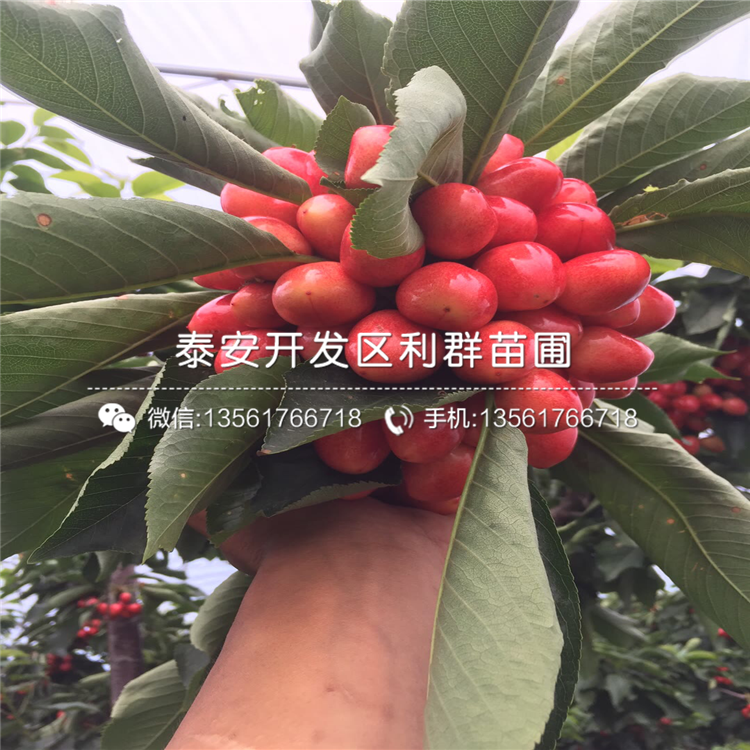 杏樹苗