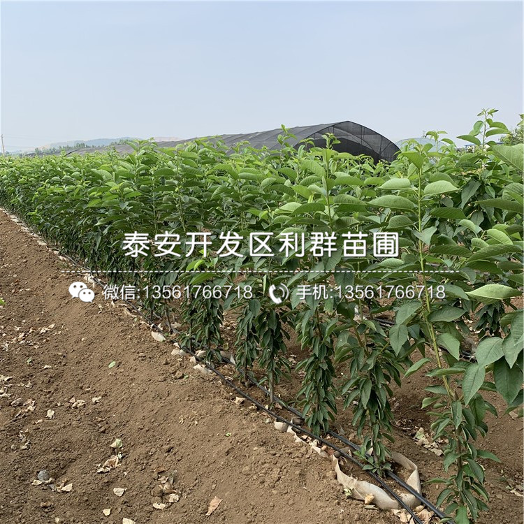 2019年吉塞拉12號(hào)報(bào)價(jià)、今年吉塞拉12號(hào)價(jià)格是多少