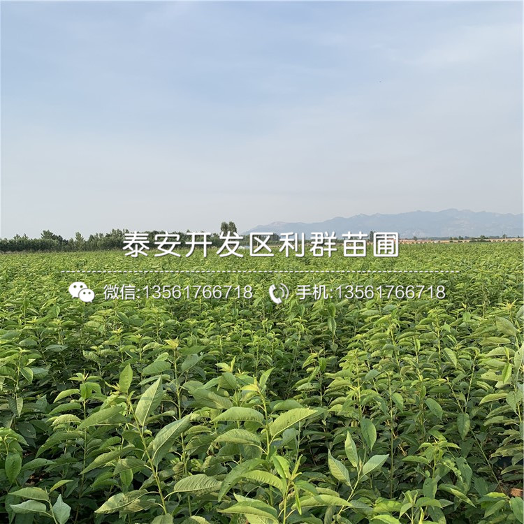山東杏苗、山東杏苗批發