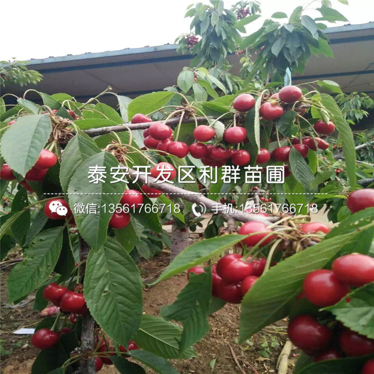 吉塞拉7號、吉塞拉7號新品種