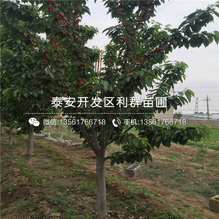 吉塞拉12號、吉塞拉12號多少錢一棵