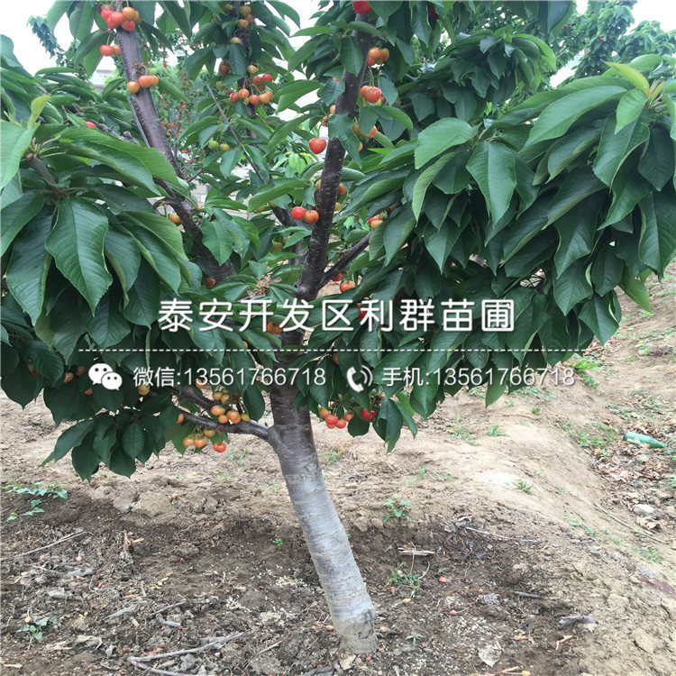 2019年杏苗品種、2019年杏苗多少錢一棵