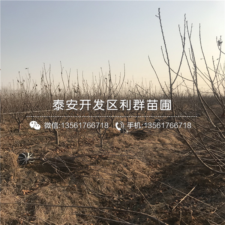 煙富10號(hào)蘋果苗新品種、煙富10號(hào)蘋果苗價(jià)格多少