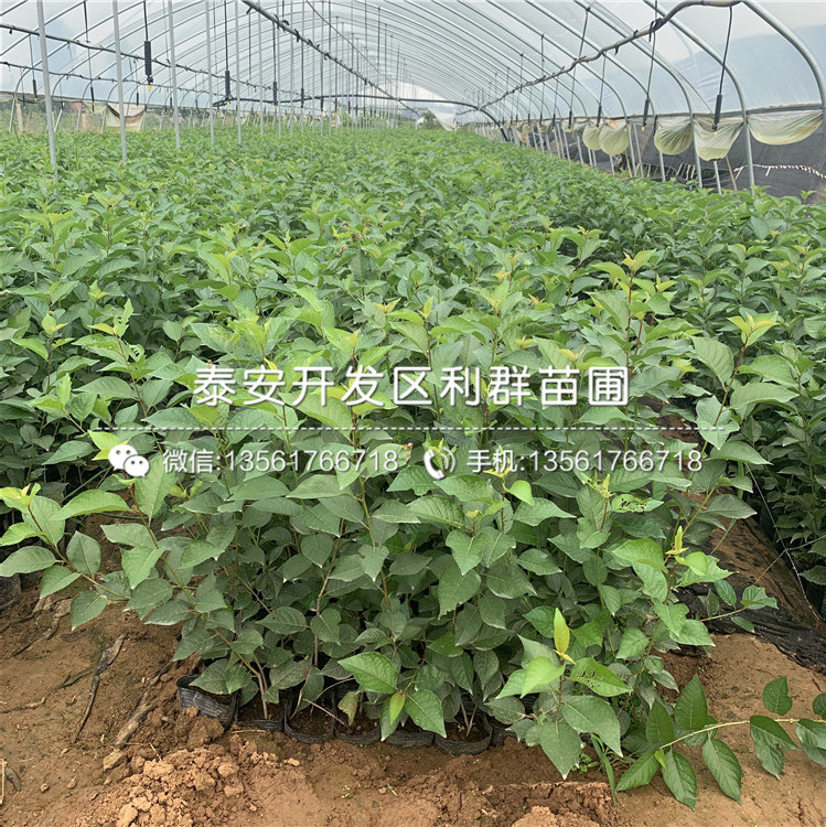 y1、y1批發(fā)基地