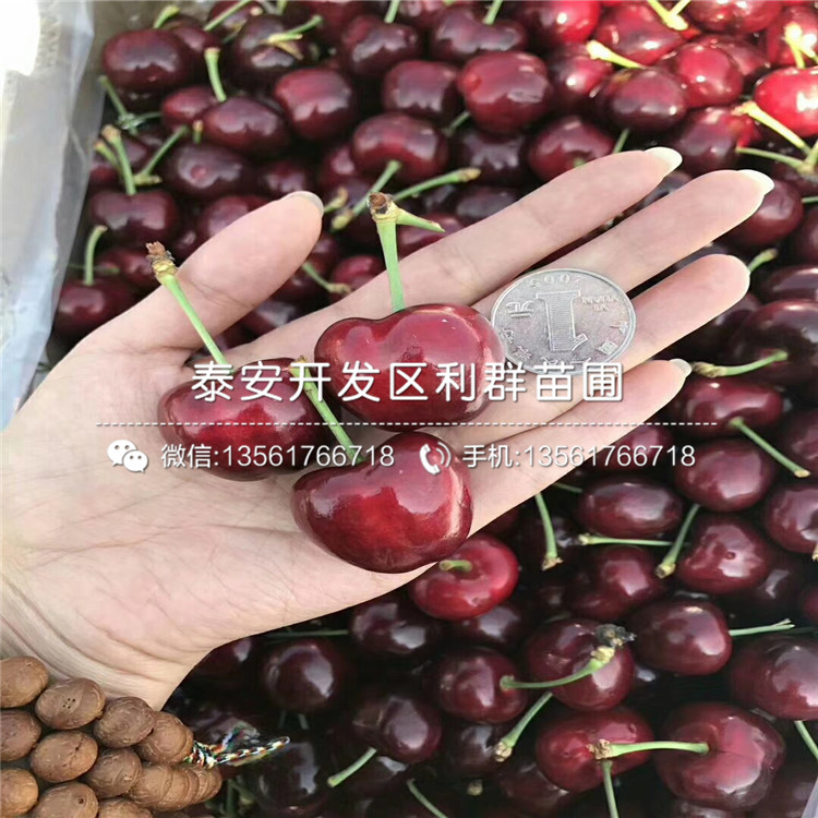 煙富10號(hào)蘋果苗新品種、煙富10號(hào)蘋果苗價(jià)格多少
