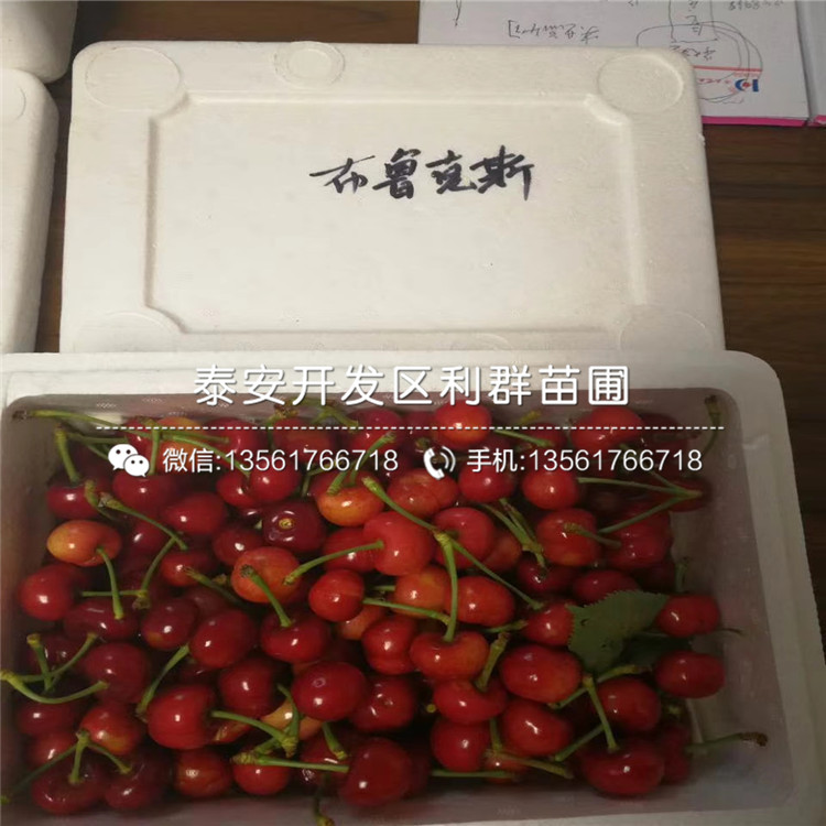吉塞拉7號(hào)出售基地、吉塞拉7號(hào)價(jià)格及報(bào)價(jià)